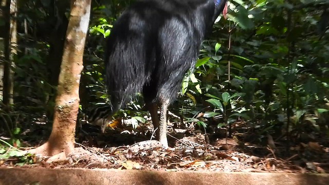 Southern Cassowary - ML611249290