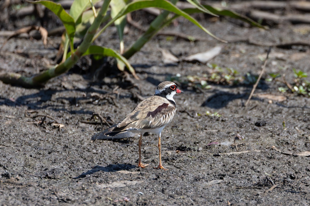 Black-fronted Dotterel - ML611249302