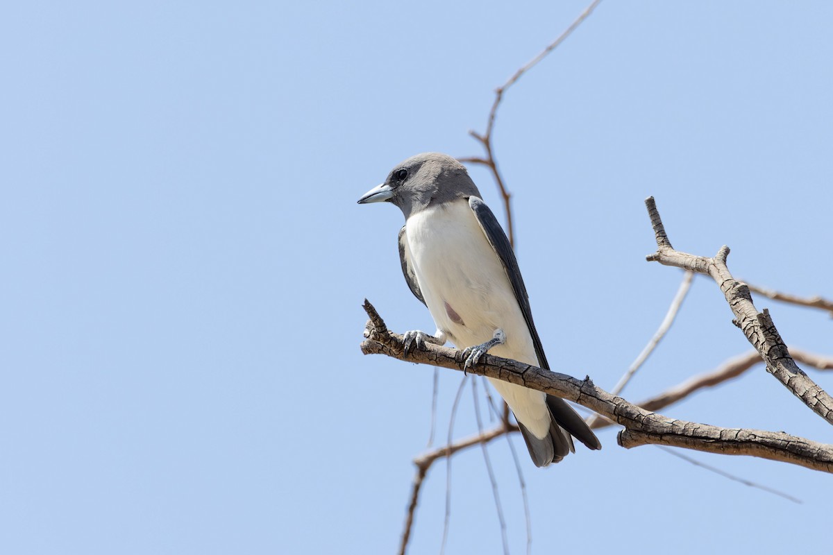 White-breasted Woodswallow - ML611249350