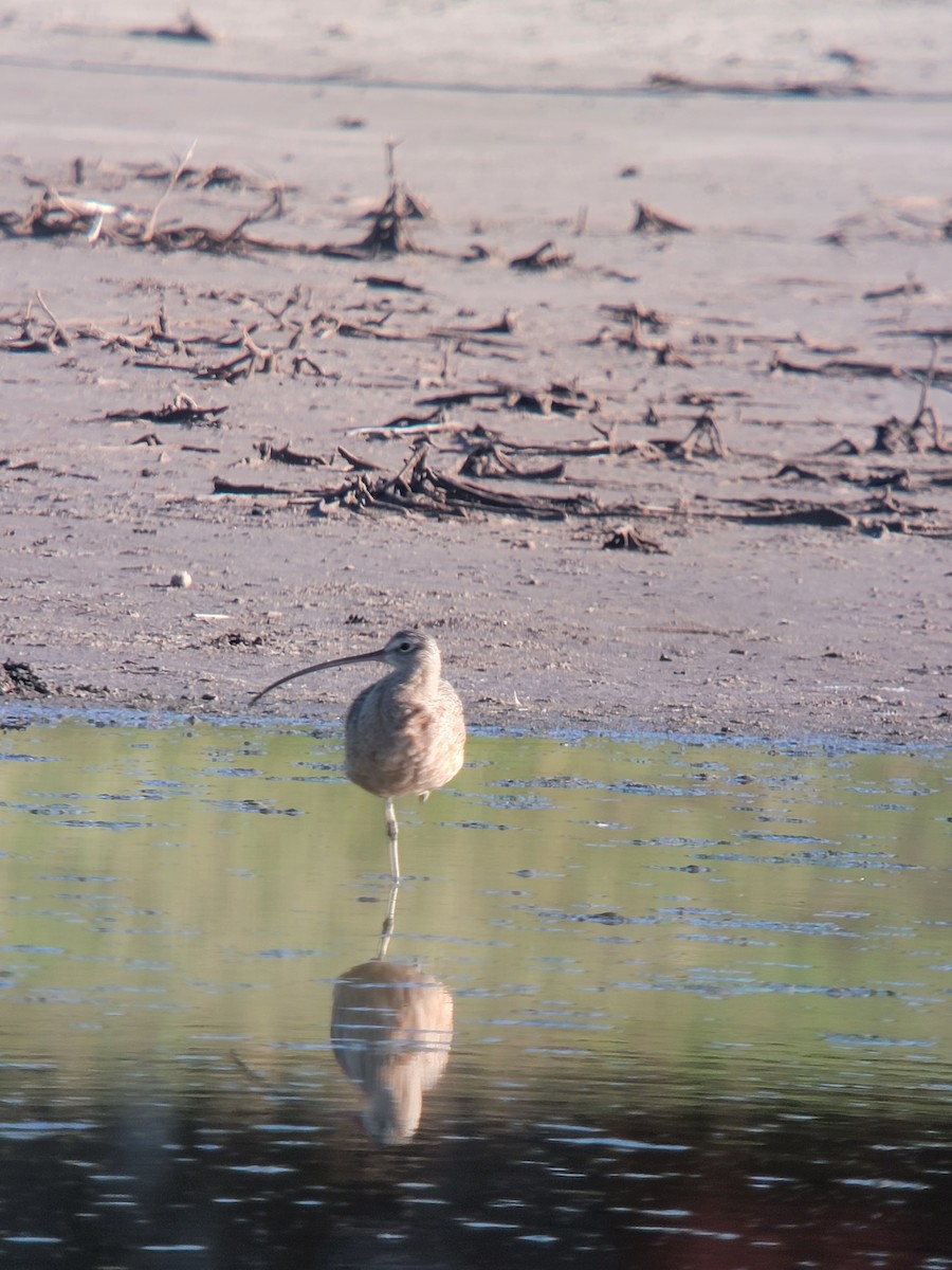 Long-billed Curlew - ML611249422
