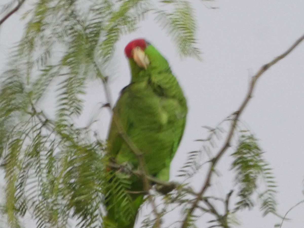 Red-crowned Amazon - ML611249436