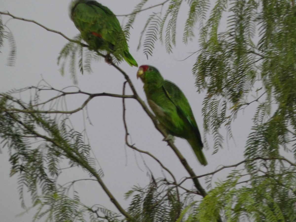 Red-crowned Amazon - ML611249437