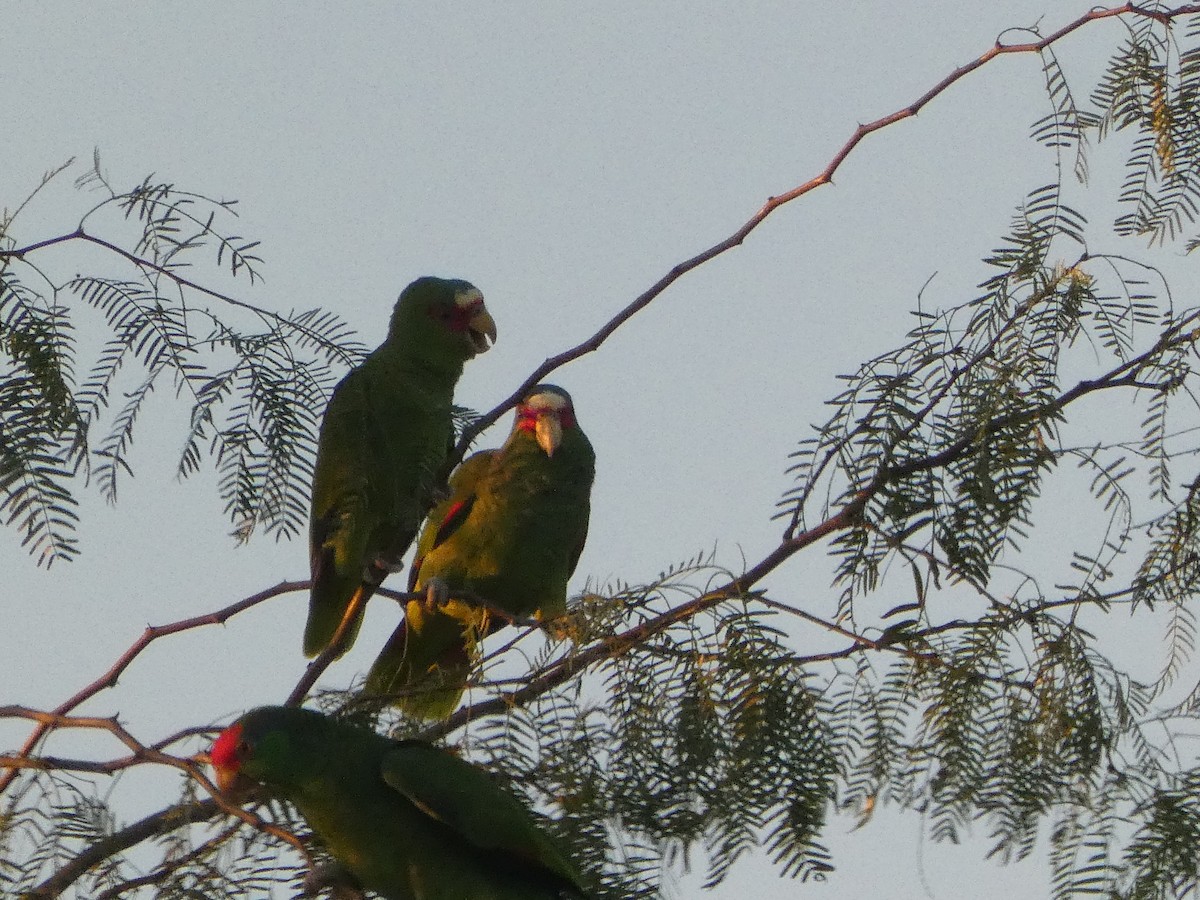White-fronted Amazon - ML611249442