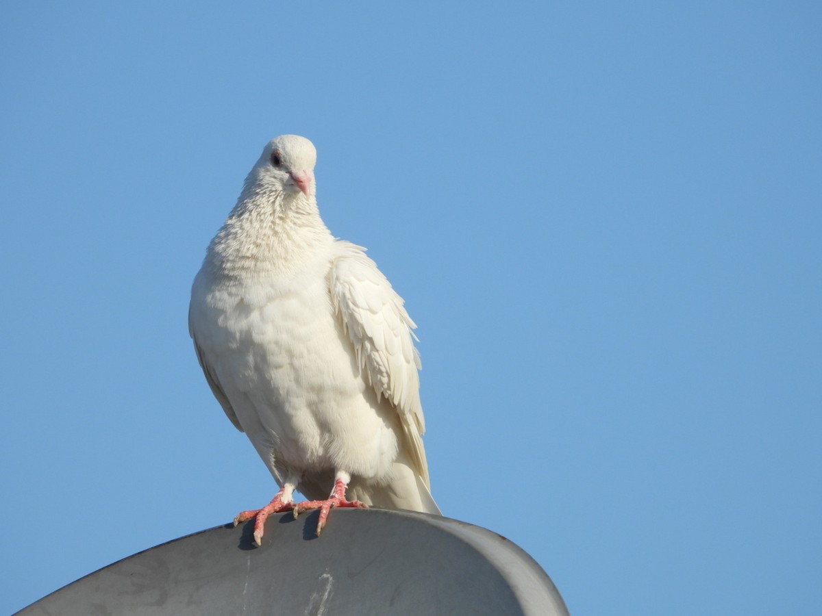 Rock Pigeon (Feral Pigeon) - ML611249444