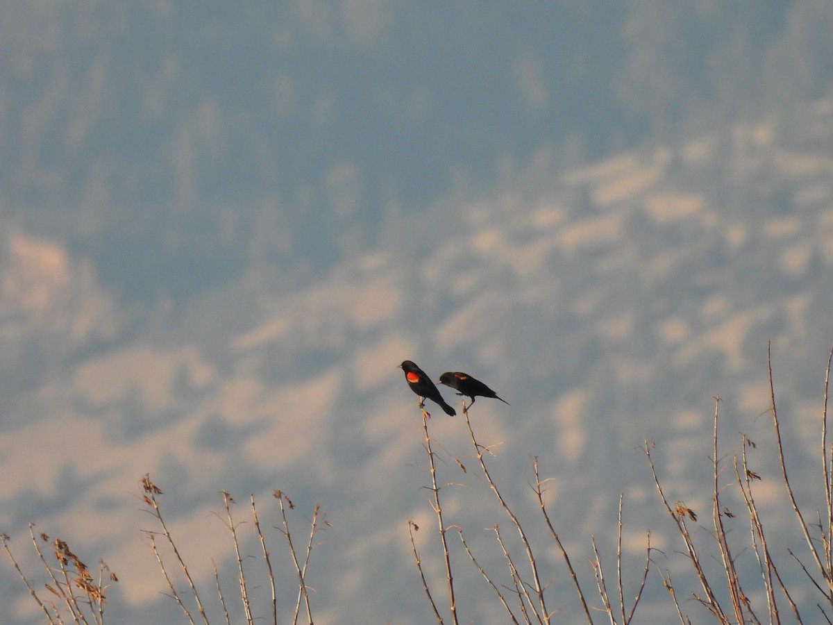 Red-winged Blackbird - ML611249527