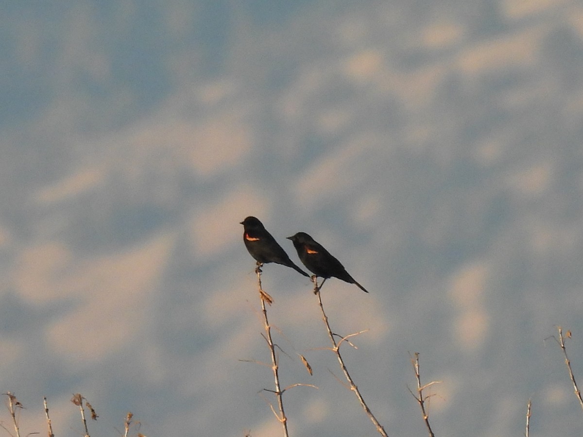 Red-winged Blackbird - ML611249528