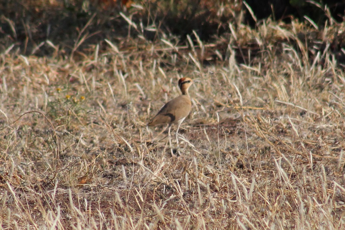 Temminck's Courser - ML611249538