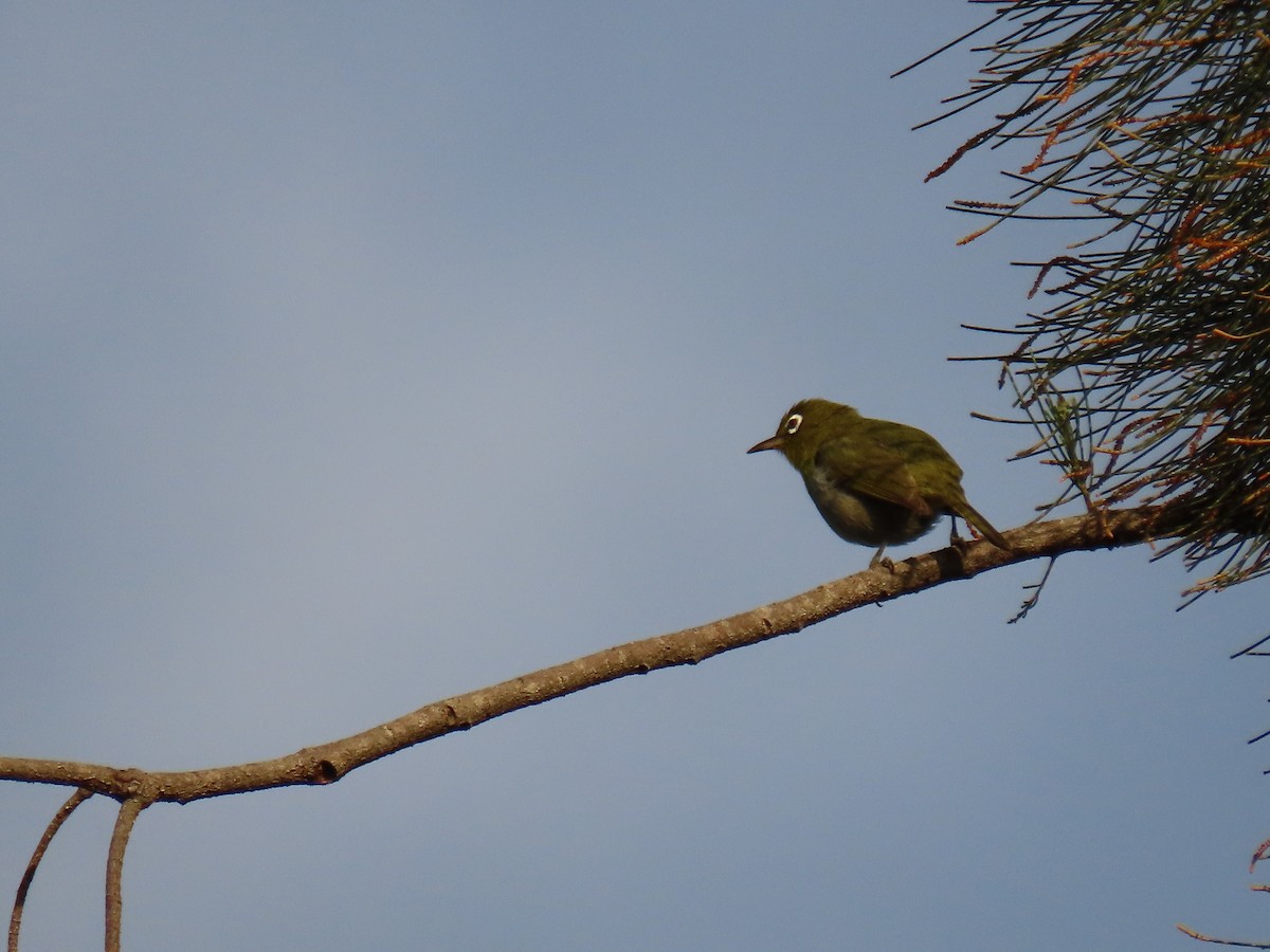 Green-backed White-eye - ML611249565