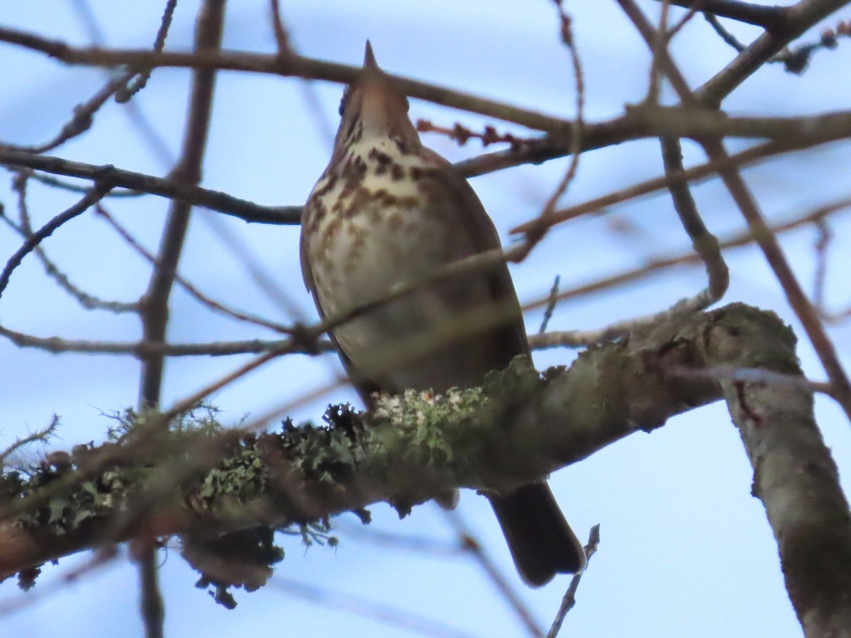 Hermit Thrush - ML611249634