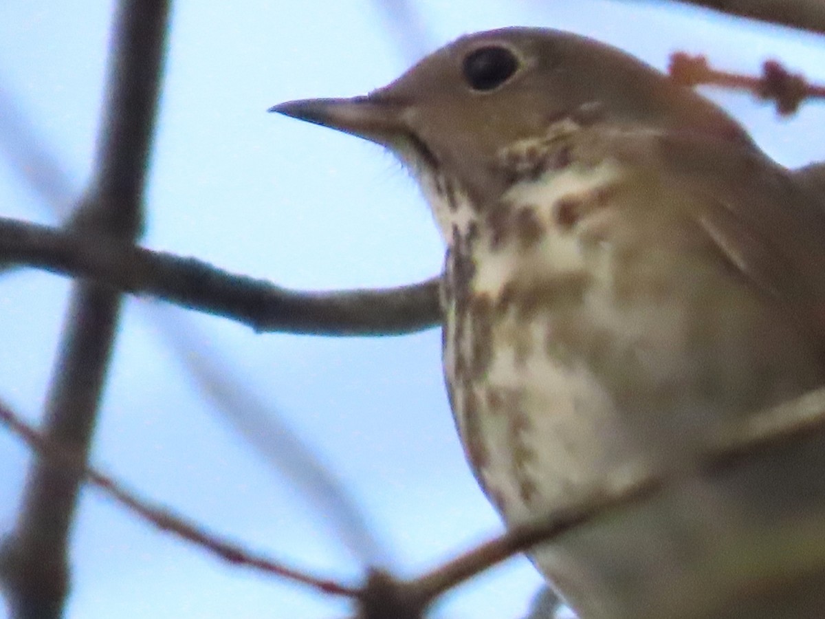 Hermit Thrush - ML611249635