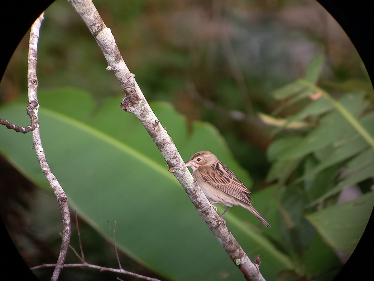 Dickcissel d'Amérique - ML611249649