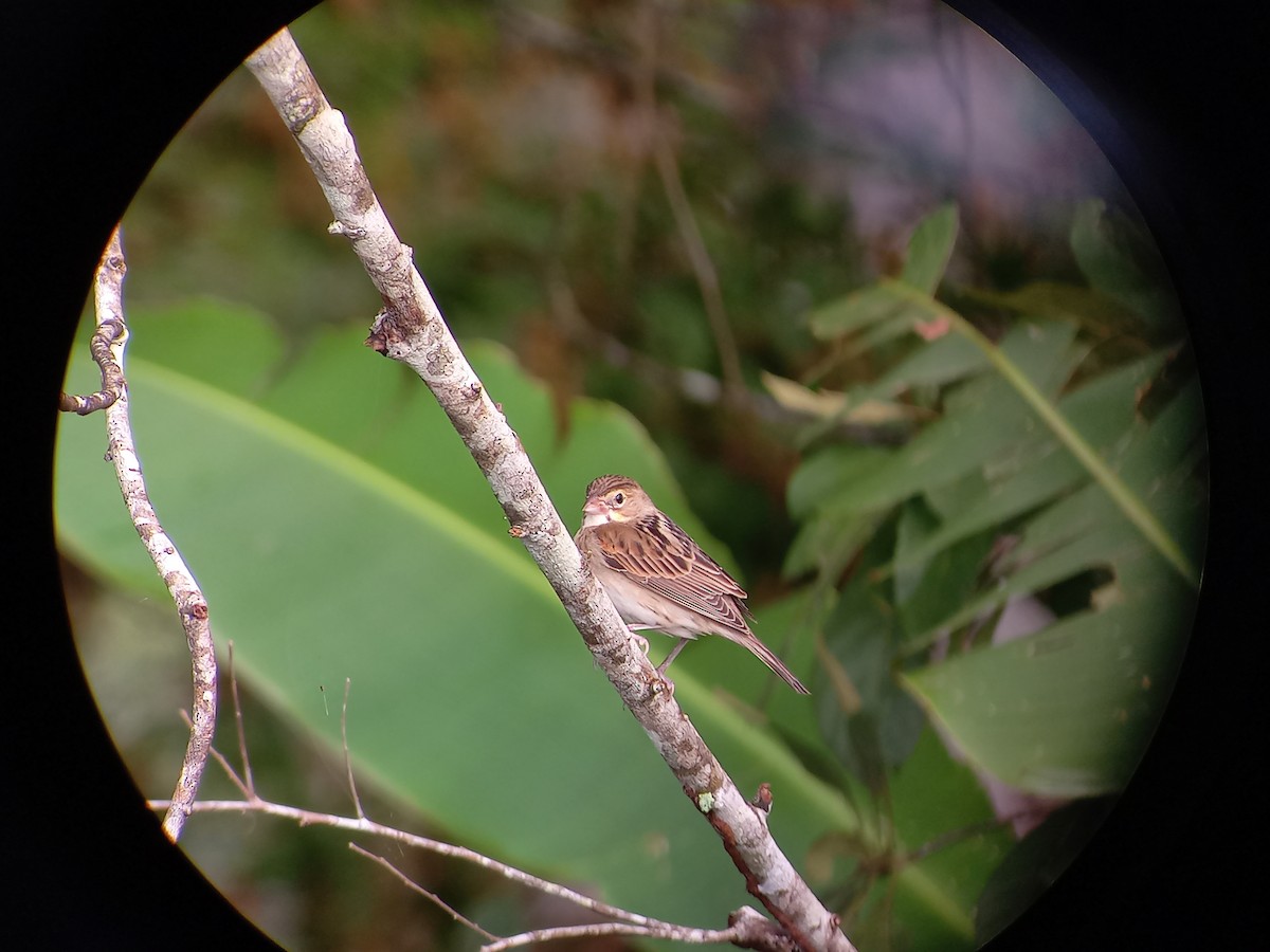 Dickcissel - Domiciano Alveo - www.whitehawkbirding.com