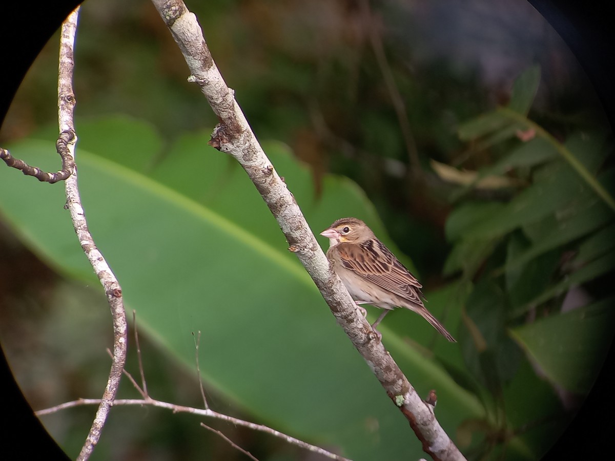 Dickcissel - ML611249652