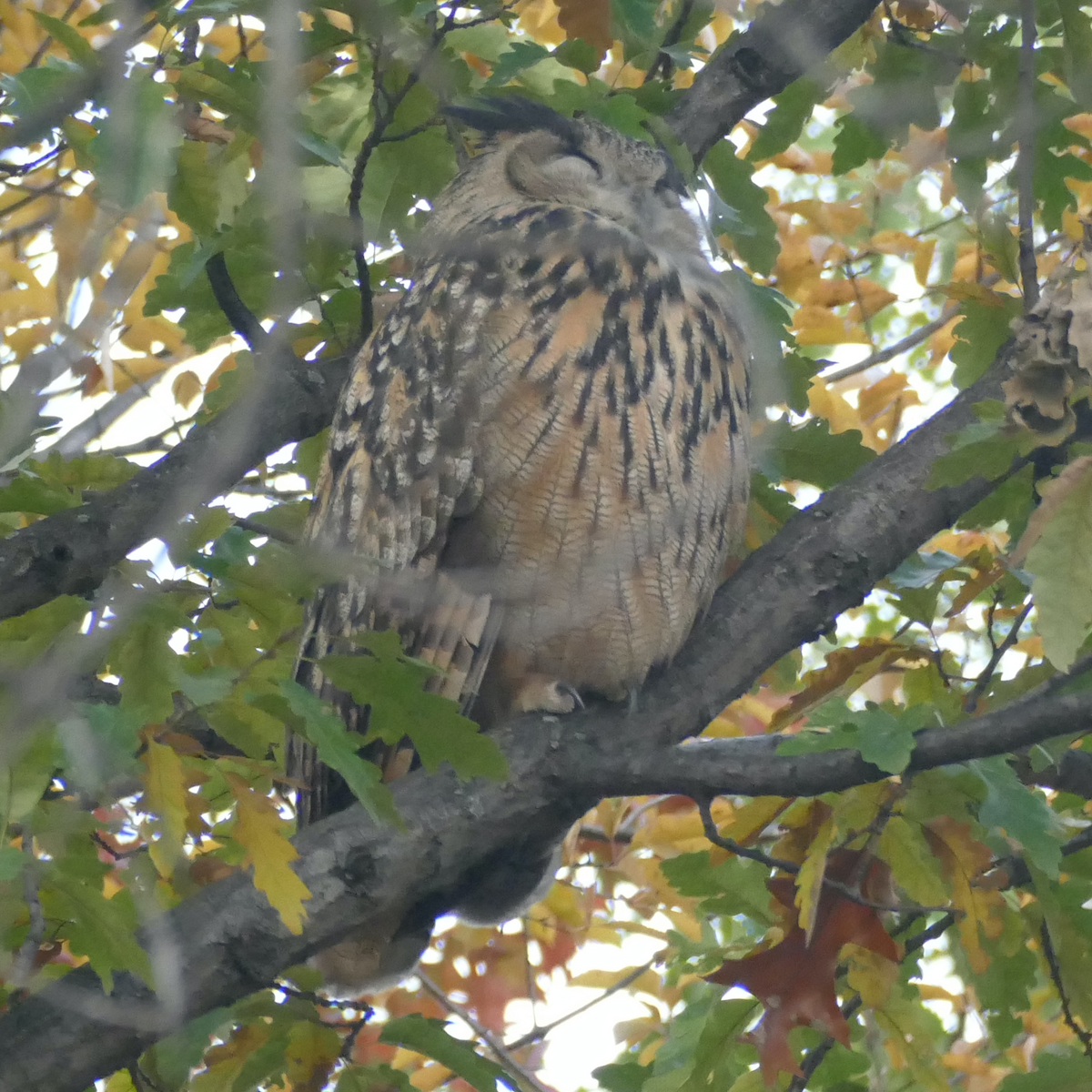 Eurasian Eagle-Owl - ML611249654