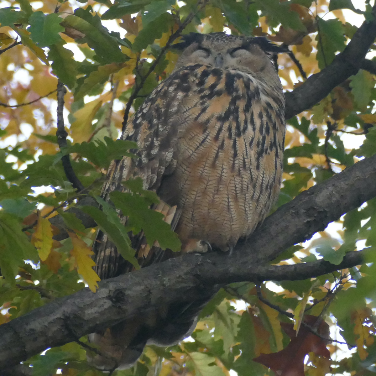 Eurasian Eagle-Owl - ML611249655
