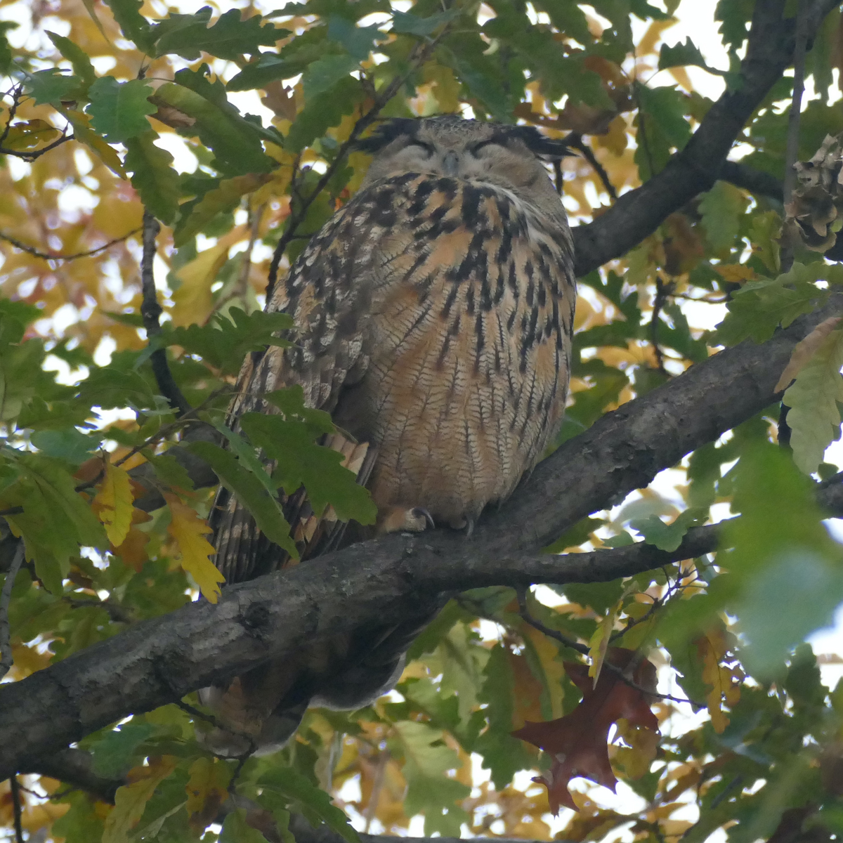 Eurasian Eagle-Owl - ML611249656