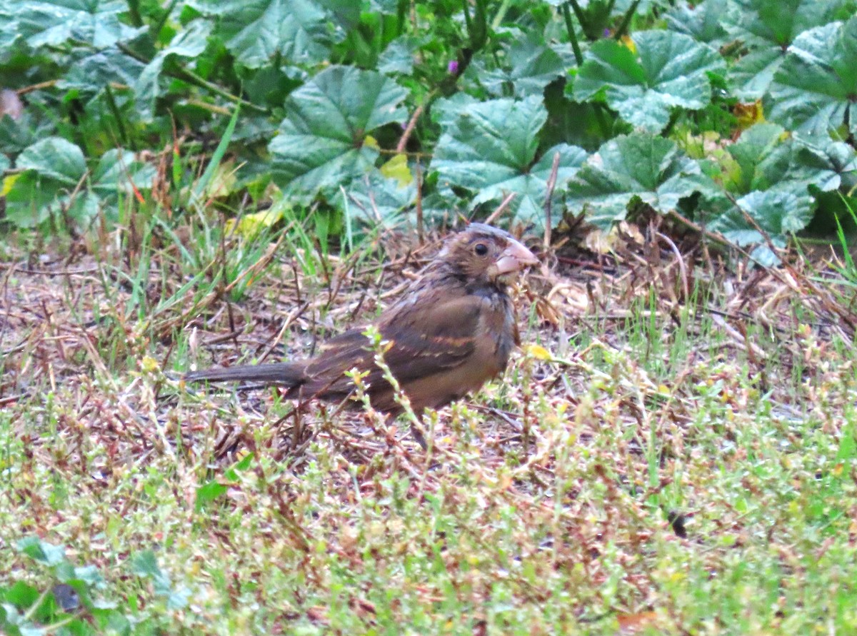 Blue Grosbeak - ML611249717