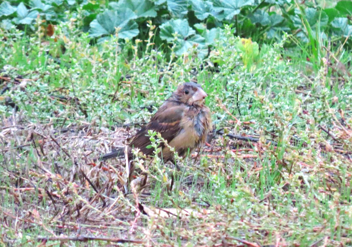 Blue Grosbeak - ML611249729