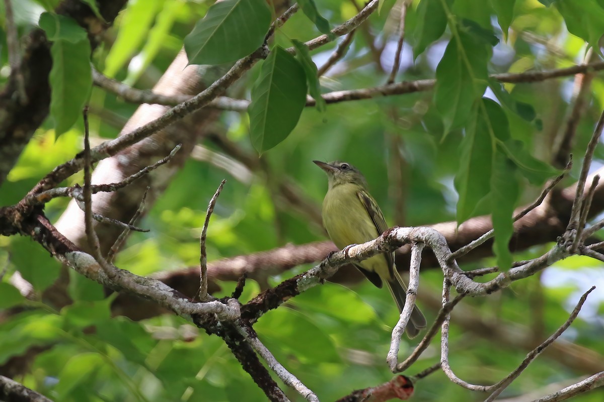 Yellow-olive Flatbill (Yellow-olive) - ML611249752