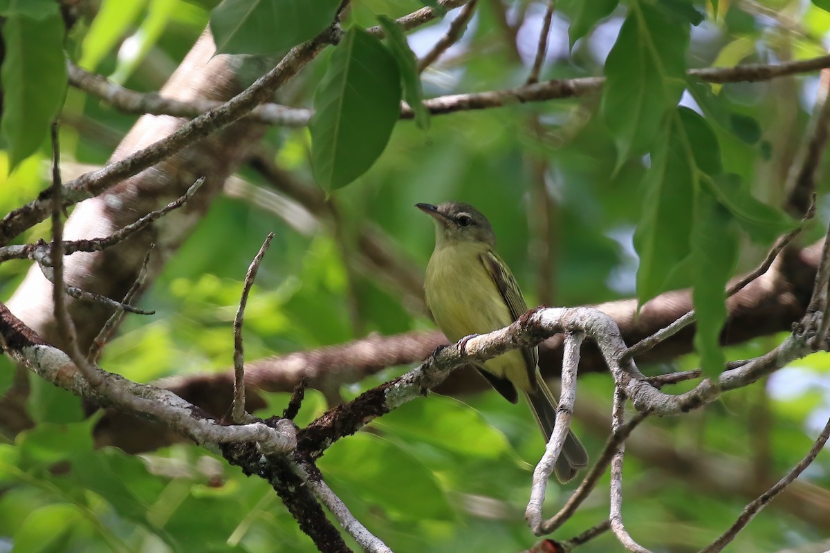 Yellow-olive Flatbill (Yellow-olive) - ML611249754