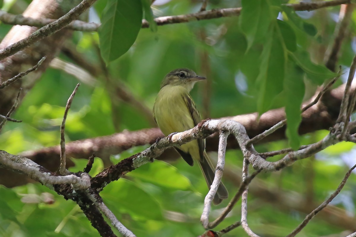 Yellow-olive Flatbill (Yellow-olive) - ML611249756