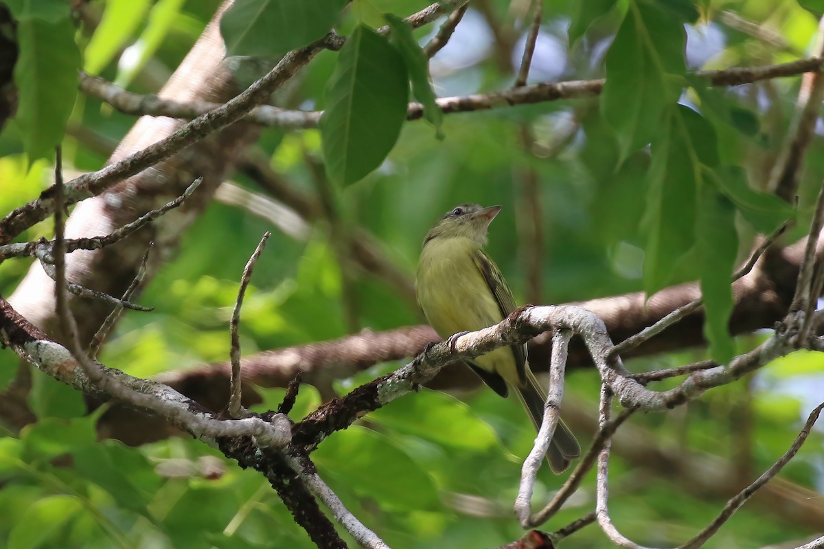 Yellow-olive Flatbill (Yellow-olive) - ML611249759