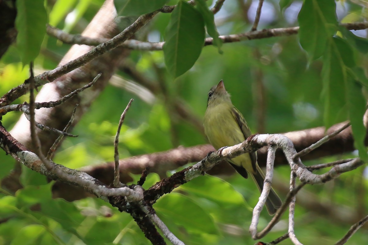 Yellow-olive Flatbill (Yellow-olive) - ML611249760