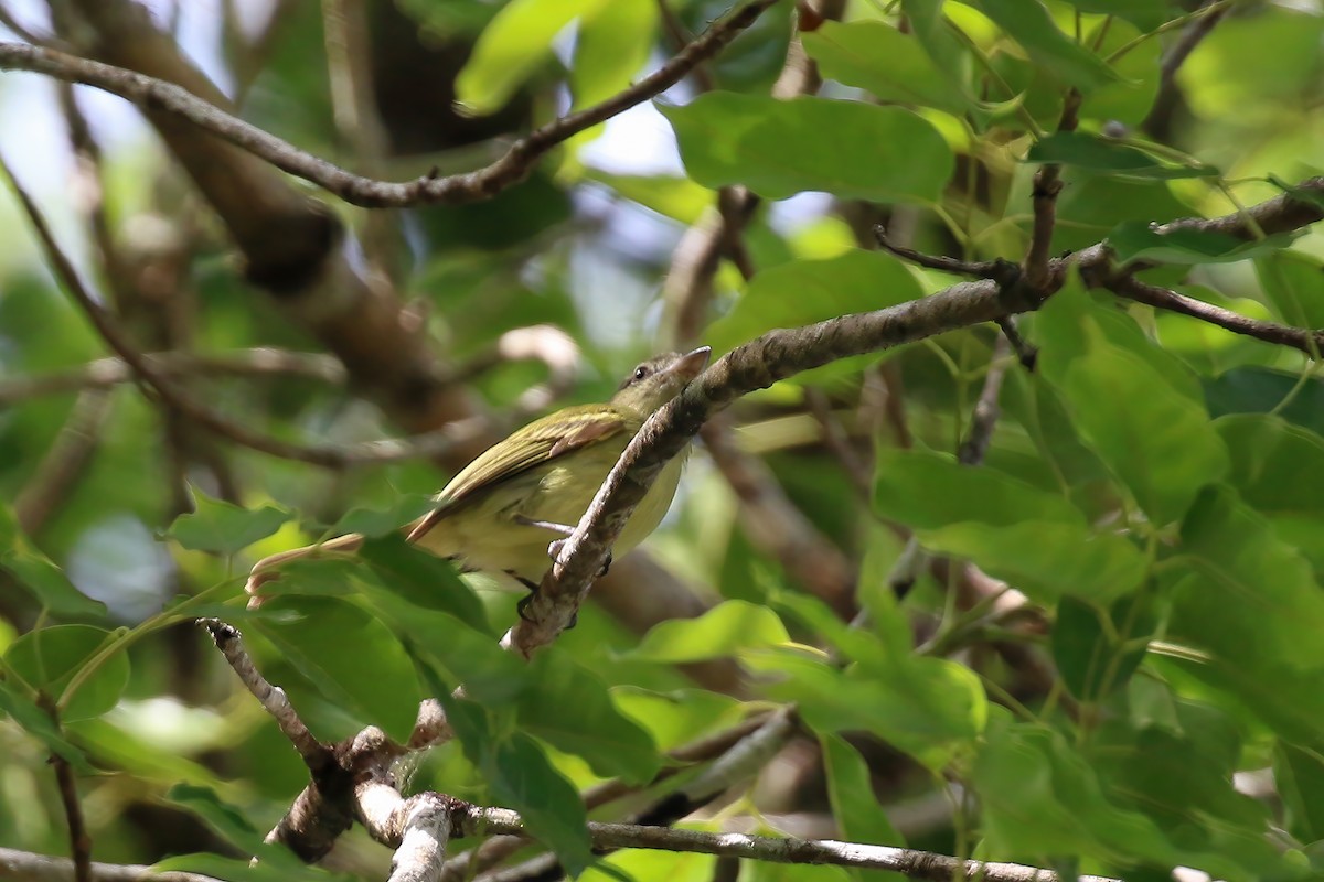 Yellow-olive Flatbill (Yellow-olive) - ML611249763