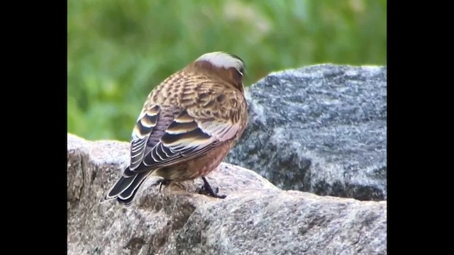 grånakkefjellfink - ML611249767