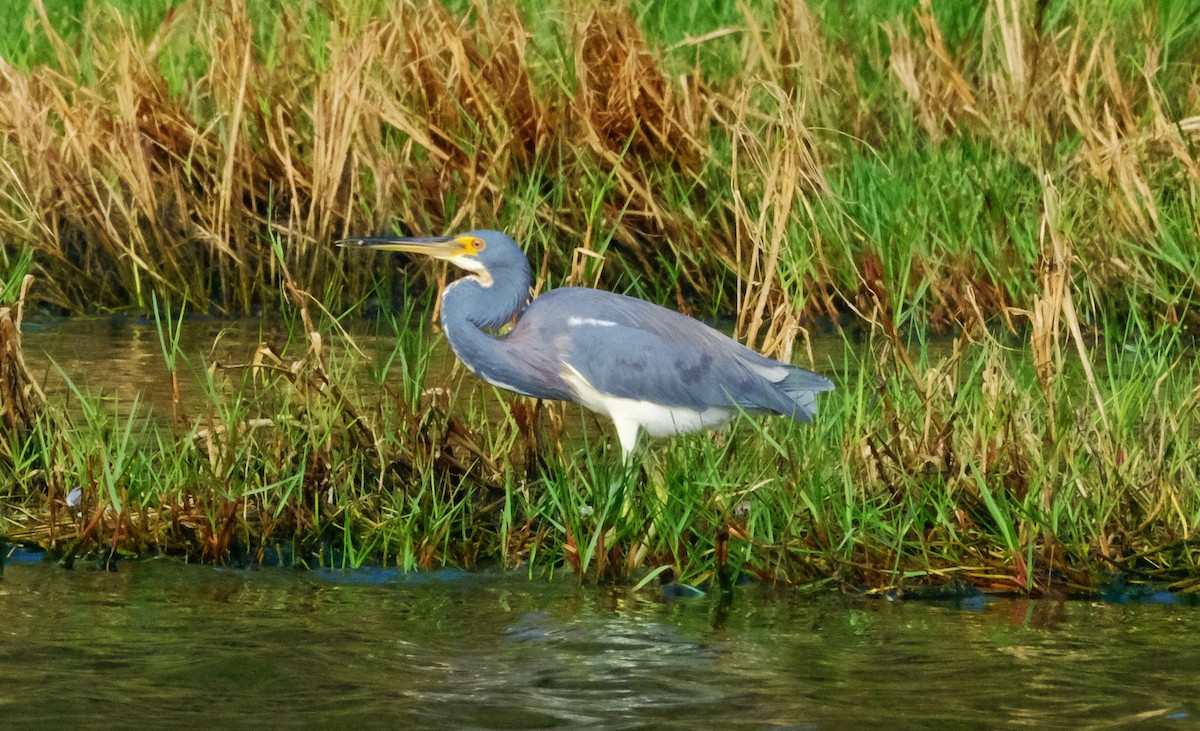 Tricolored Heron - ML611249798