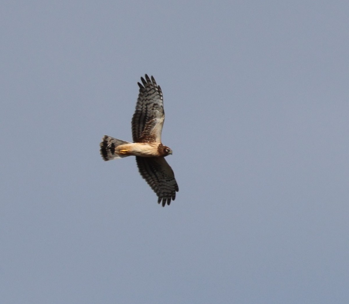 Northern Harrier - ML611249921