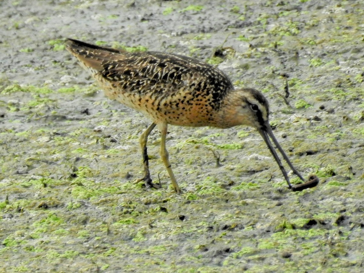 Short-billed Dowitcher - Sue Ascher