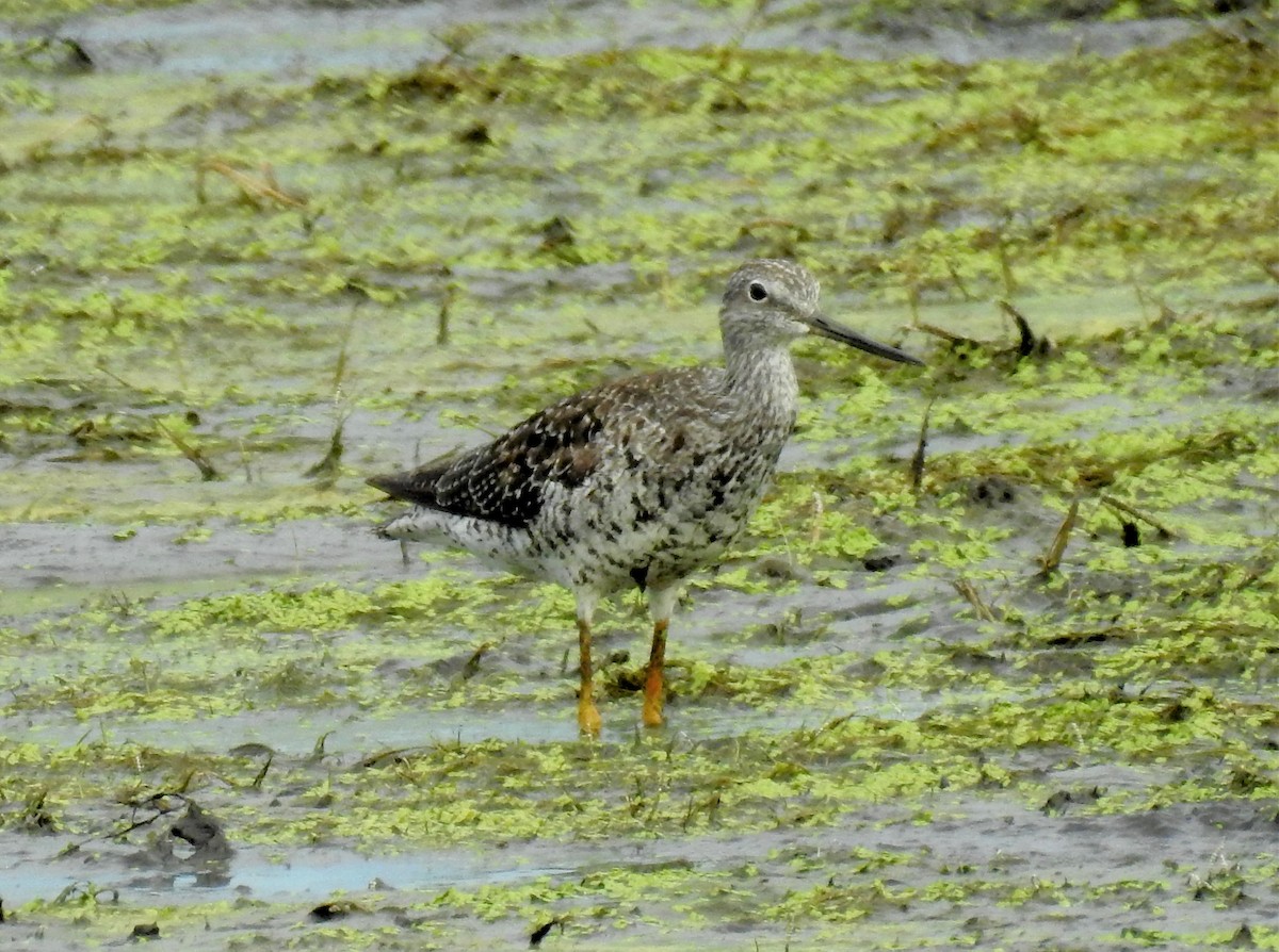 Greater Yellowlegs - ML611250178