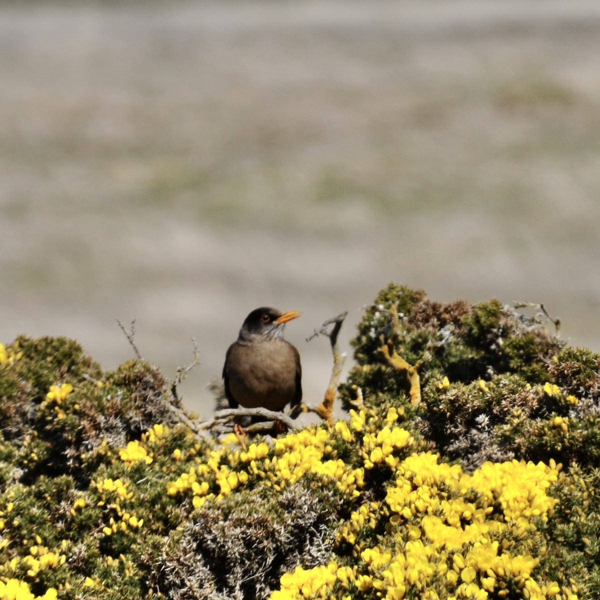 Austral Thrush - Rosemary joganic