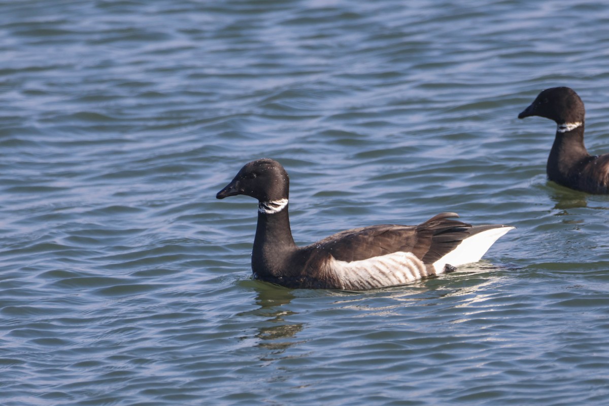 Brant - ML611250191