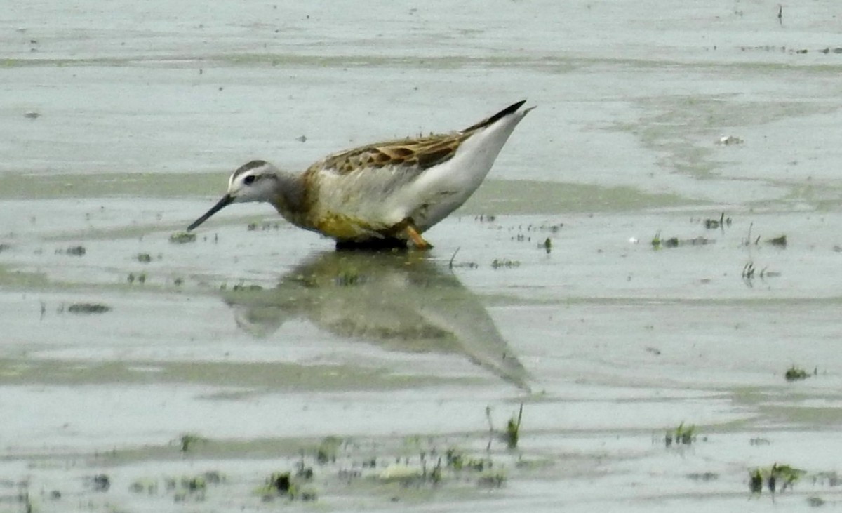 Wilson's Phalarope - Sue Ascher