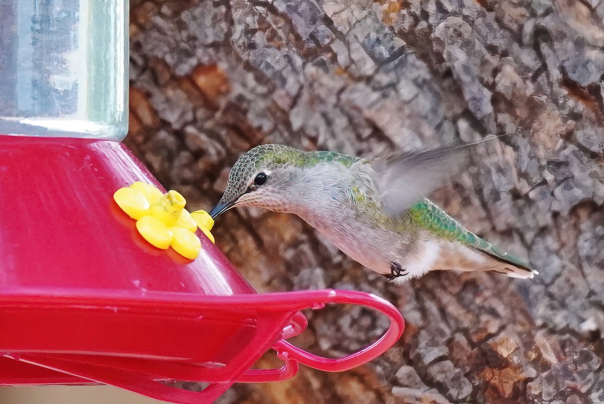 Anna's Hummingbird - ML611250241