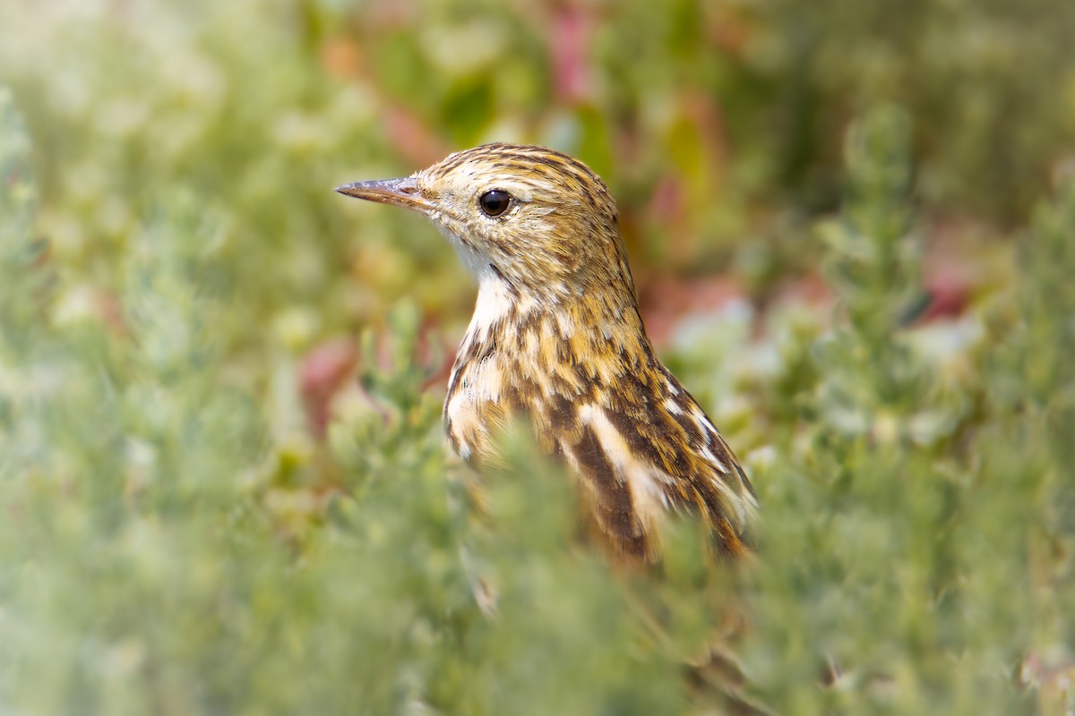 Correndera Pipit - Dante Letelier