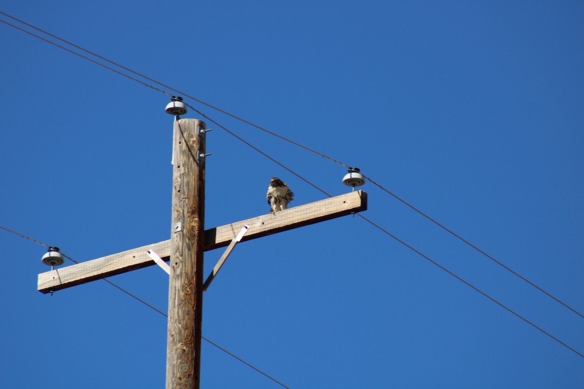 Red-tailed Hawk - ML611250279