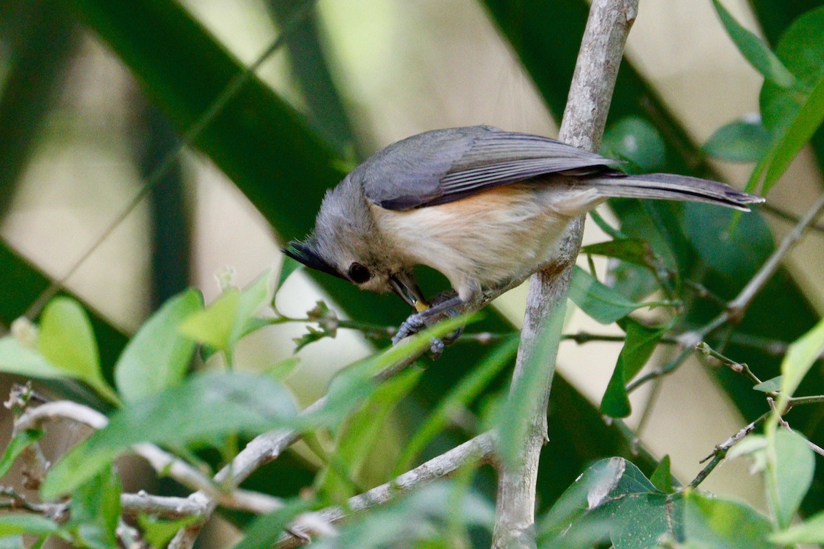 Black-crested Titmouse - ML611250431