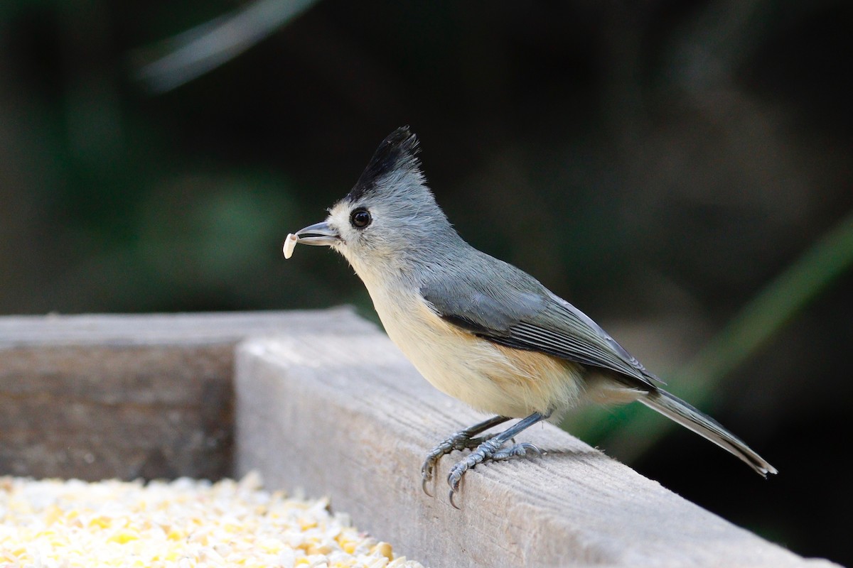 Black-crested Titmouse - ML611250437