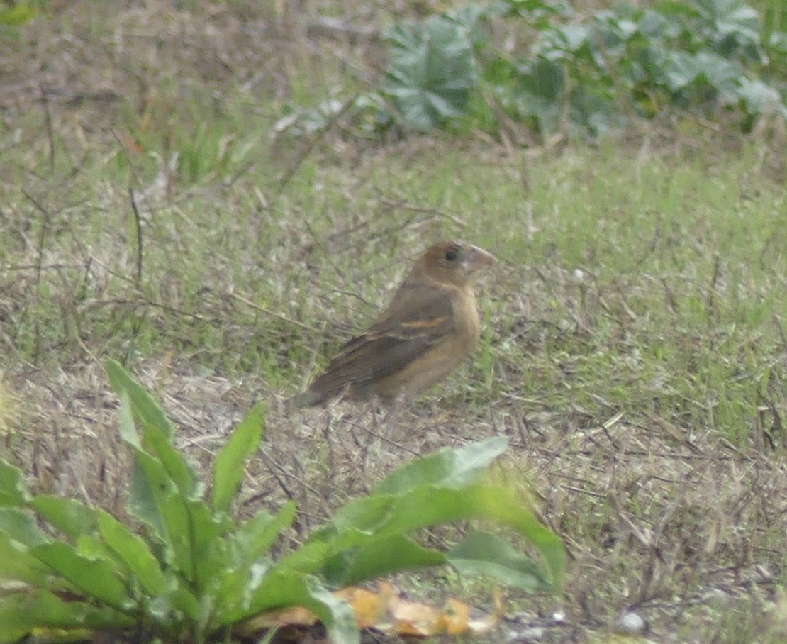 Blue Grosbeak - ML611250478