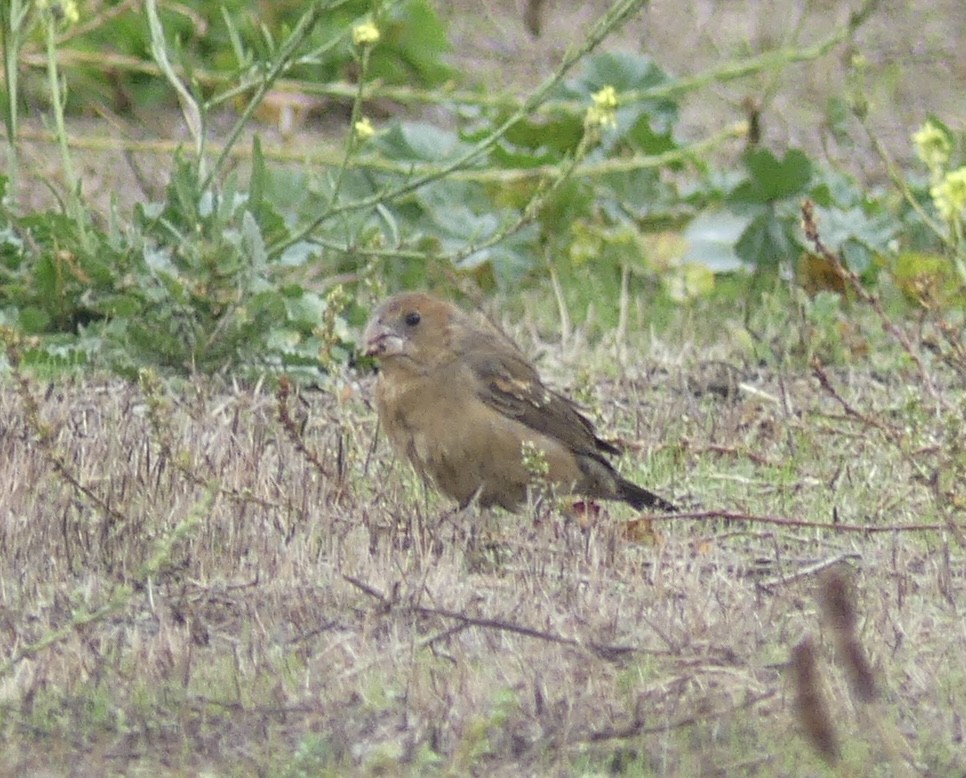 Blue Grosbeak - ML611250479