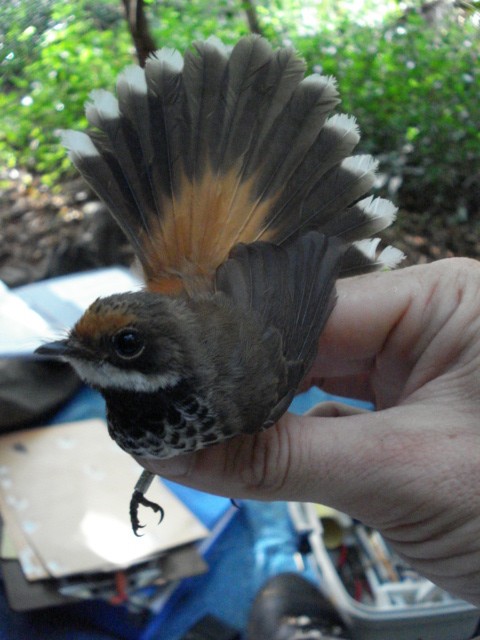 Micronesian Rufous Fantail - James Bradley