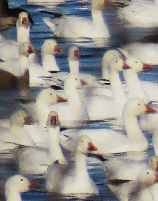 Ross's Goose - ML611250529