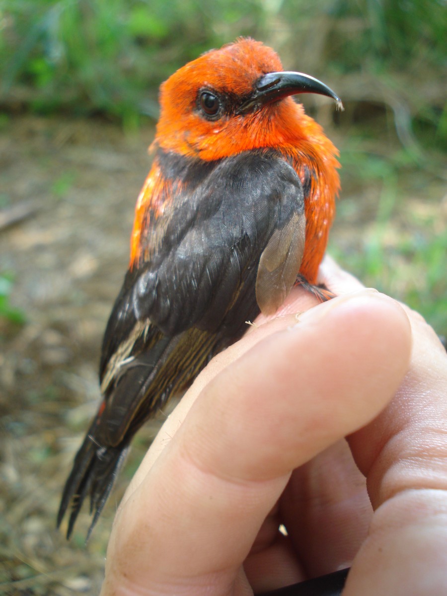 Micronesian Myzomela - ML611250532