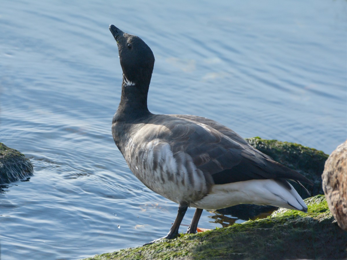 Brant - ML611250536