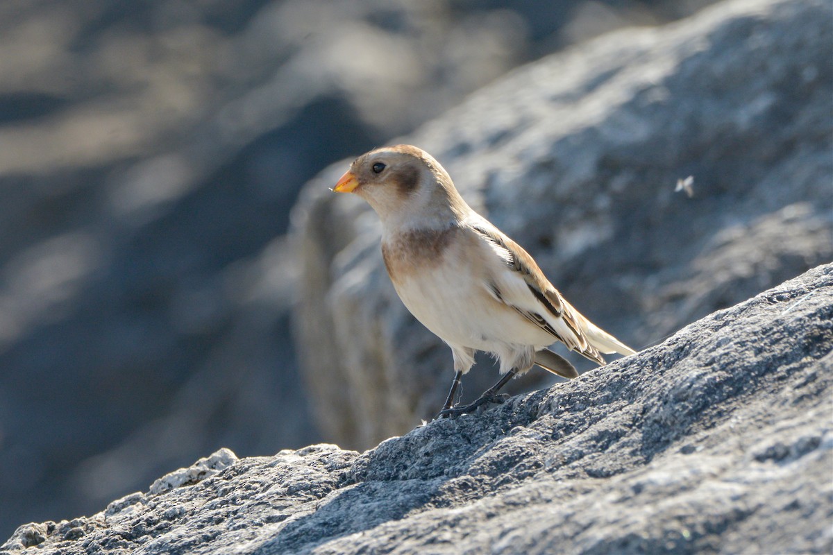 Snow Bunting - ML611250621