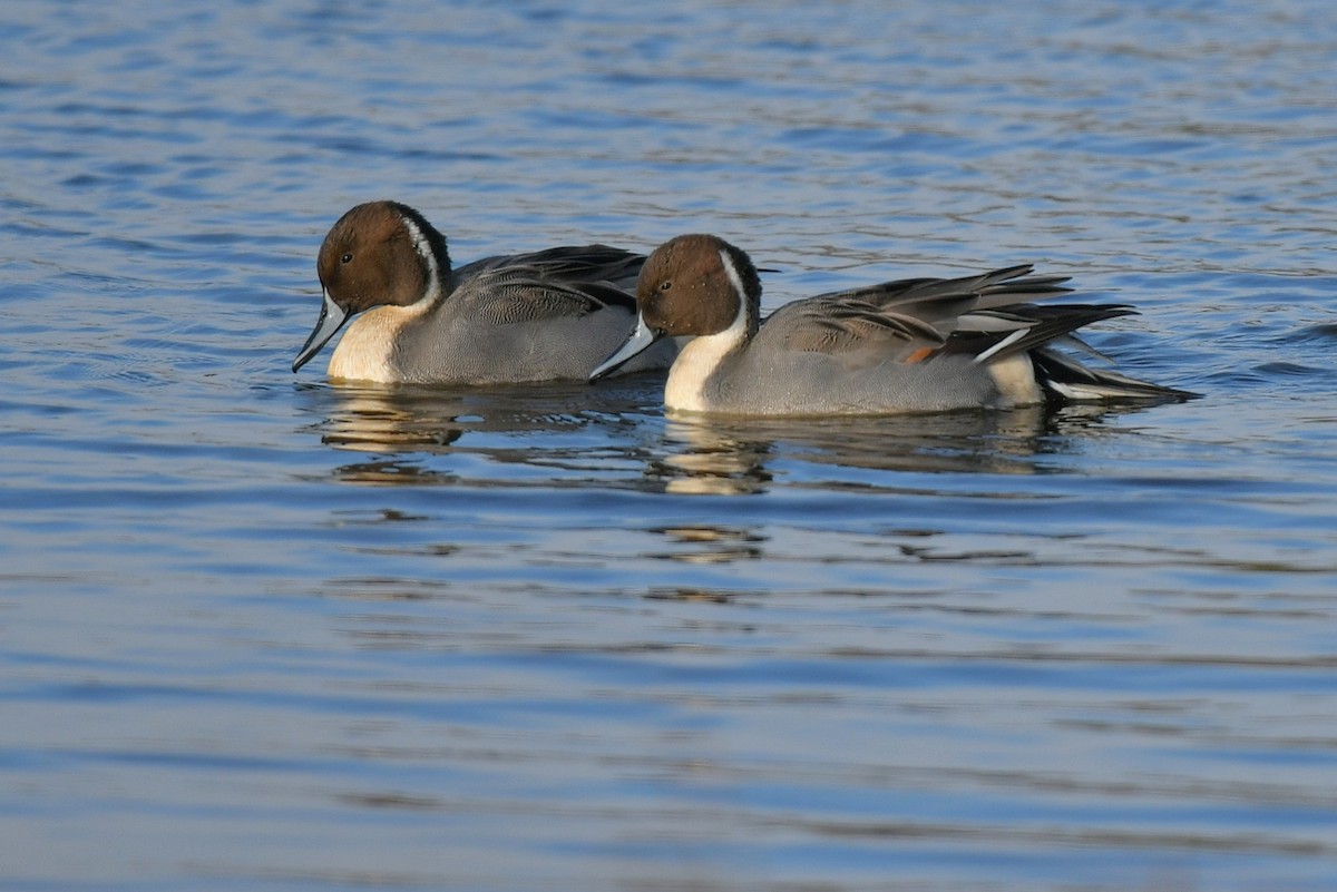 Northern Pintail - ML611250643