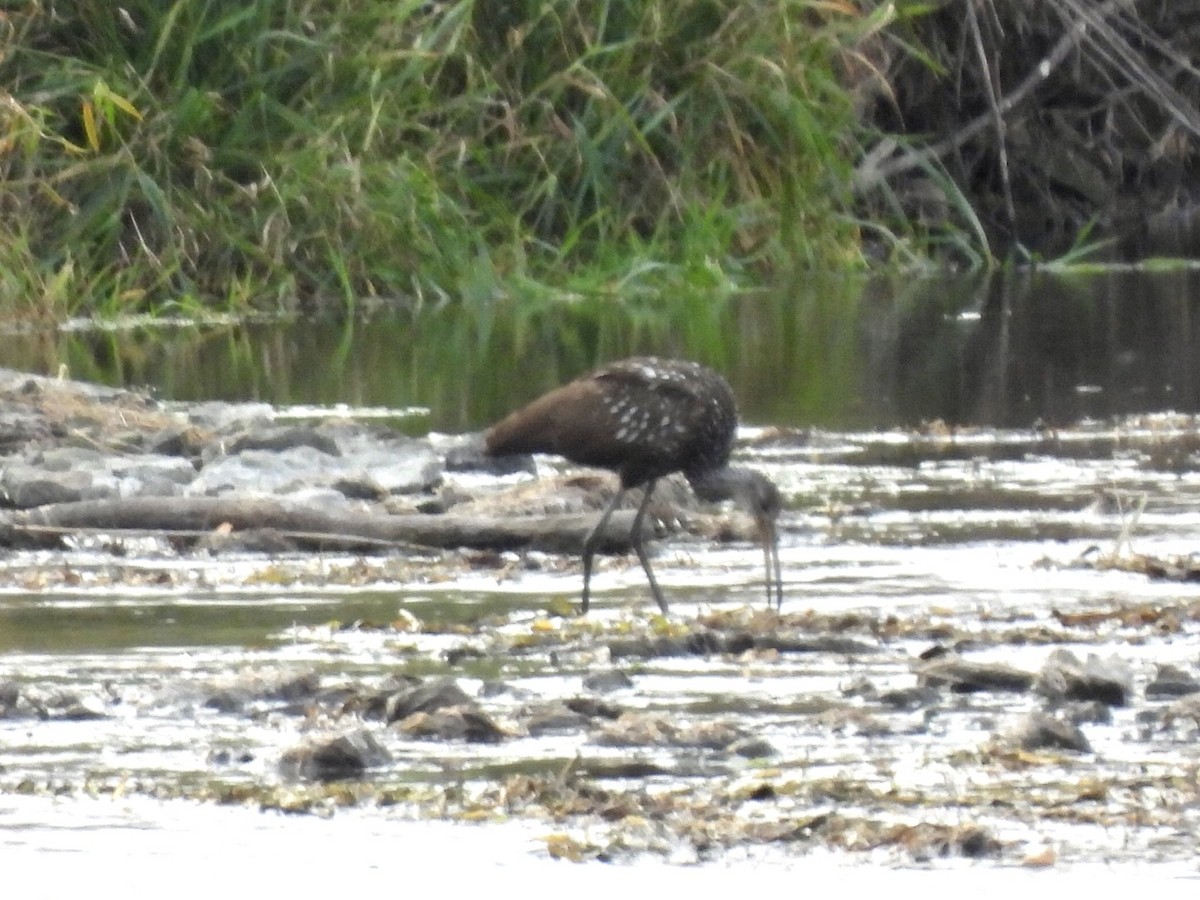 Limpkin - ML611250648